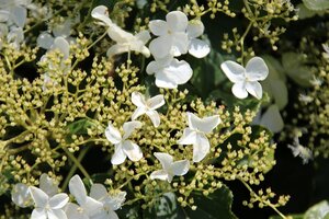 Hydrangea anomala petiolaris 60-80 cm cont. 10L - afbeelding 2