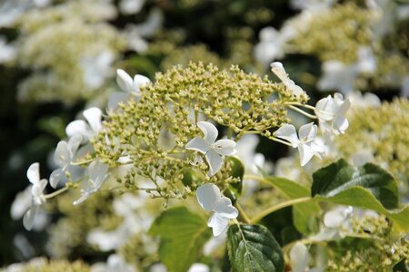Hydrangea anomala petiolaris 60-80 cm cont. 10L - afbeelding 3