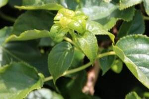 Hydrangea anomala petiolaris 60-80 cm cont. 10L - afbeelding 4