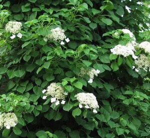 Hydrangea anomala petiolaris 60-80 cm cont. 10L - afbeelding 5