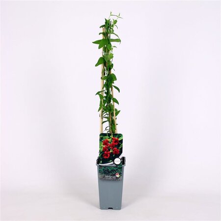 Jasminum beesianum 70 cm vierkant 2L