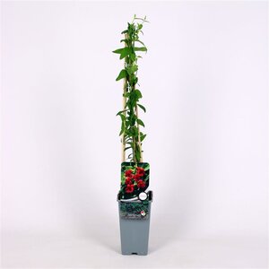 Jasminum beesianum 70 cm vierkant 2L