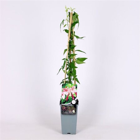 Jasminum stephanense 70 cm vierkant 2L - afbeelding 5