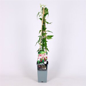 Jasminum stephanense 70 cm vierkant 2L - afbeelding 5