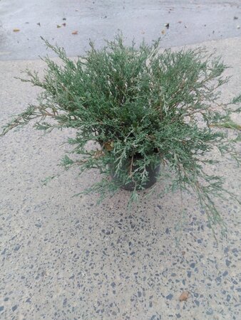 Juniperus h. 'Andorra Compact' 40-50 cm cont. 5,0L - afbeelding 1