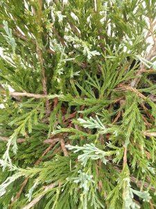 Juniperus h. 'Andorra Compact' 40-50 cm cont. 5,0L - afbeelding 2