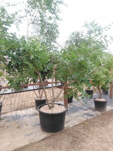 Koelreuteria paniculata 200-250 cm cont. 160L multi-stem