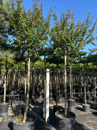 Lagerstroemia indica 20-25 Hoogstam container