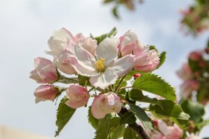 Malus d. 'Rode Boskoop' dubbele U met rek wortelgoed - afbeelding 3