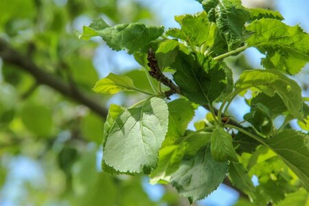 Malus d. 'Rode Boskoop' dubbele U met rek wortelgoed - afbeelding 4