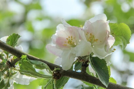 Malus d. 'Rode Boskoop' enkele U met rek wortelgoed - afbeelding 1