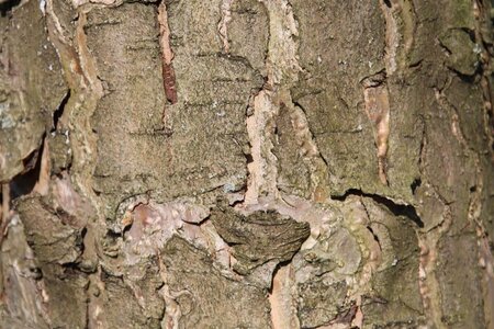 Malus d. 'Rode Boskoop' enkele U met rek wortelgoed - afbeelding 2