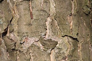Malus d. 'Rode Boskoop' enkele U met rek wortelgoed - afbeelding 2