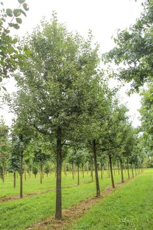 Malus d. 'Rode Boskoop' enkele U met rek wortelgoed - afbeelding 6