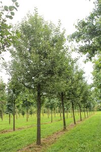 Malus d. 'Rode Boskoop' enkele U met rek wortelgoed - afbeelding 6