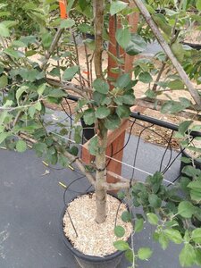 Malus d. 'Rode Boskoop' geen maat specificatie cont. 60L 5 etages lei 150x180