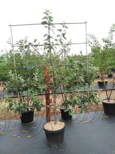 Malus d. 'Rode Boskoop' geen maat specificatie cont. 60L 5 etages lei 150x180 - afbeelding 2