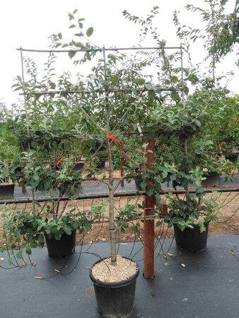 Malus d. 'Rode Boskoop' geen maat specificatie cont. 60L 5 etages lei 150x180 - afbeelding 3