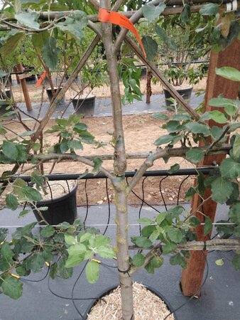 Malus d. 'Rode Boskoop' geen maat specificatie cont. 60L 5 etages lei 150x180 - afbeelding 4