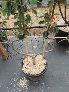 Malus d. 'Schone van Boskoop'=Goudreinette geen maat specificatie cont. 50L dubbele u vorm
