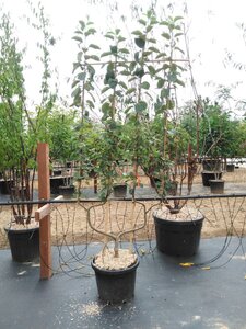 Malus d. 'Schone van Boskoop'=Goudreinette geen maat specificatie cont. 50L dubbele u vorm - afbeelding 2