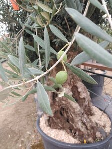 Olea europaea 200-225 cm cont. 285L 100-125 120 cm stem
