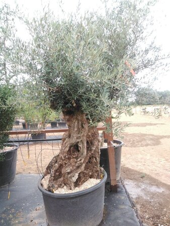 Olea europaea 200-225 cm cont. 285L 100-125 120 cm stem - image 2
