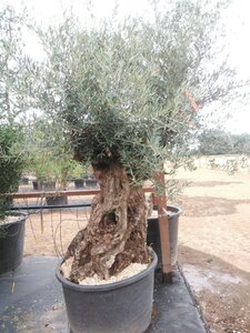 Olea europaea 200-225 cm cont. 285L 100-125 120 cm stem - image 2