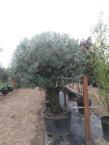 Olea europaea geen maat specificatie container solitair