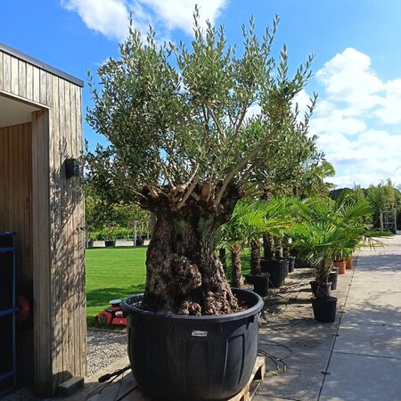Olea europaea geen maat specificatie container solitair - afbeelding 3