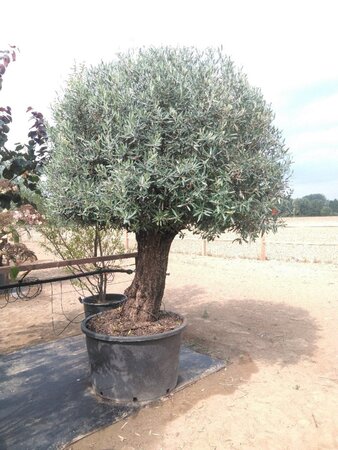 Olea europaea geen maat specificatie container solitair - afbeelding 2