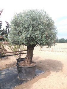 Olea europaea geen maat specificatie container single - image 2