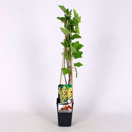 Ribes rubrum (WIT) 70 cm vierkant 2L - afbeelding 2