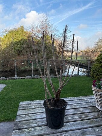 Ribes r. 'Pink Champagne' 40-50 cm cont. 3,0L