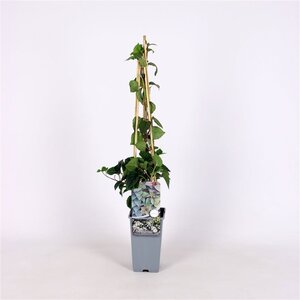 Schizophragma hyd. 'Moonlight' 70 cm vierkant 2L