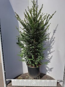 Taxus baccata 125-150 cm cont. 25L