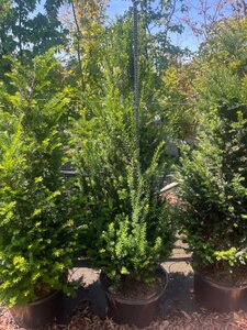 Taxus baccata 125-150 cm cont. 30L