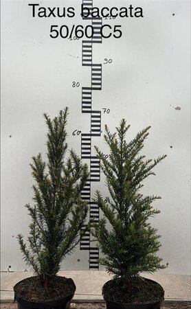 Taxus baccata 50-60 cm cont. 5,0L