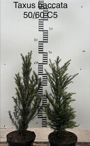 Taxus baccata 50-60 cm cont. 5,0L