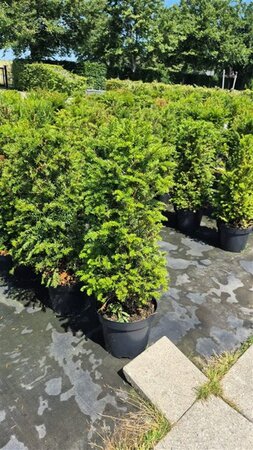Taxus baccata 80-100 cm cont. 15L - afbeelding 1
