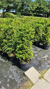 Taxus baccata 80-100 cm cont. 15L