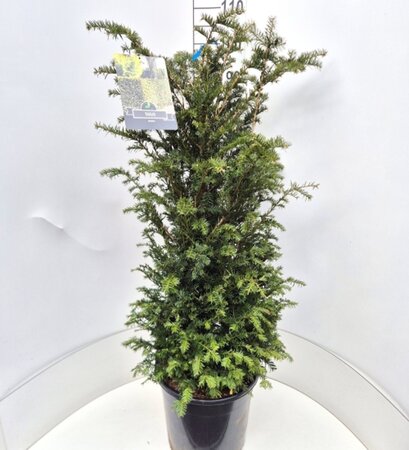 Taxus baccata 80-100 cm cont. 15L - afbeelding 2