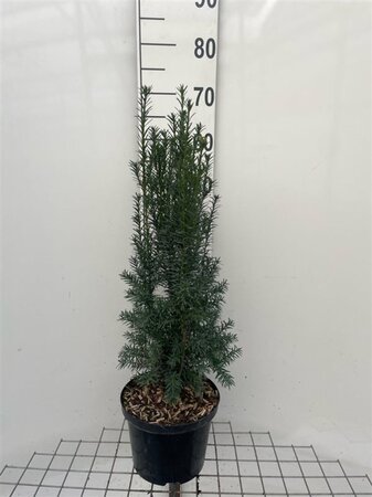 Taxus media 'Hillii' 60-80 cm cont. 5,0L - afbeelding 2
