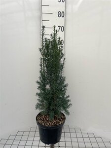 Taxus media 'Hillii' 60-80 cm cont. 5,0L - afbeelding 2
