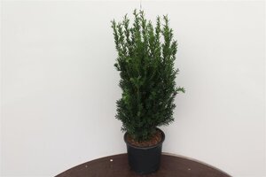 Taxus media 'Hillii' 60-80 cm cont. 5,0L