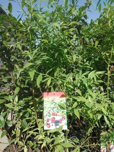 Vaccinium 'Pink Lemonade' 40-60 cm cont. 3,0L