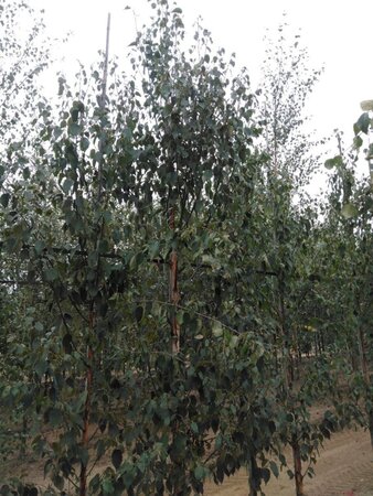 Betula albosin. 'Fascination' 14-16 cm wortelgoed geveerd 3 X verplant