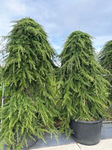 Cedrus deod. 'Pendula' 30-35 Hoogstam container