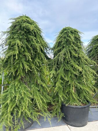 Cedrus deod. 'Pendula' 30-35 STA container