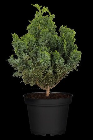 Chamaecyparis o. 'Nana Gracilis' 25-30 cm cont. 5,0L - afbeelding 3